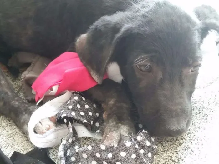 Cachorro raça Vira-lata idade 2 a 6 meses nome Sem nome