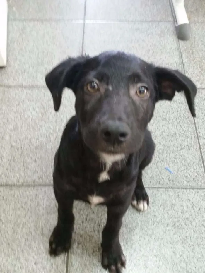 Cachorro raça Vira-lata idade 2 a 6 meses nome Sem nome