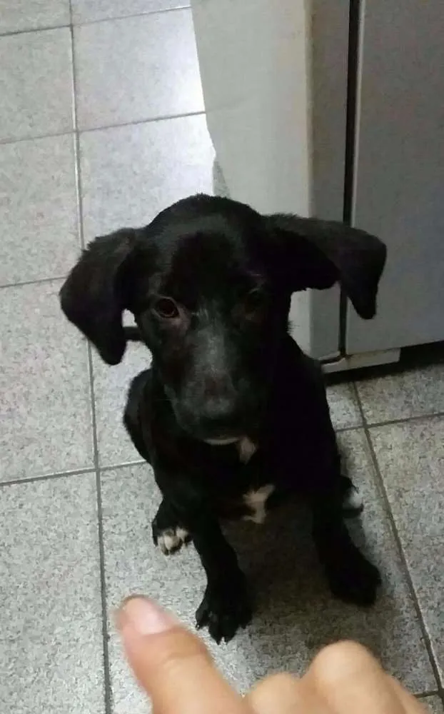 Cachorro raça Vira-lata idade 2 a 6 meses nome Sem nome
