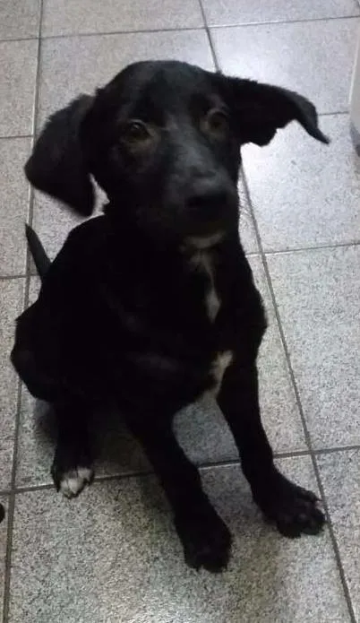 Cachorro raça Vira-lata idade 2 a 6 meses nome Sem nome