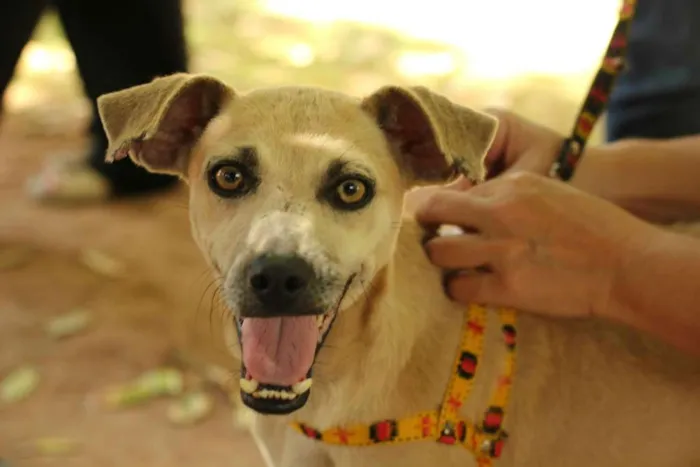 Cachorro raça SRD idade 4 anos nome Antonieta