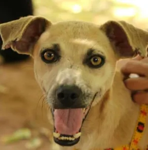 Cachorro raça SRD idade 4 anos nome Antonieta