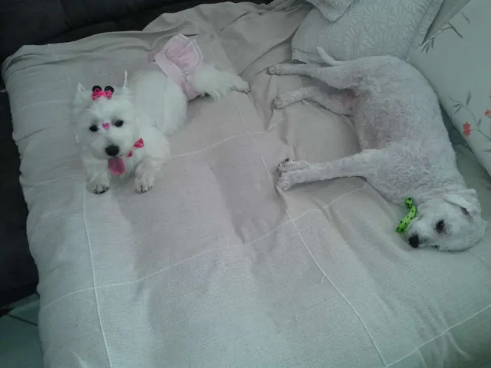 Cachorro ra a Bichon Frise idade 6 ou mais anos nome Spyke