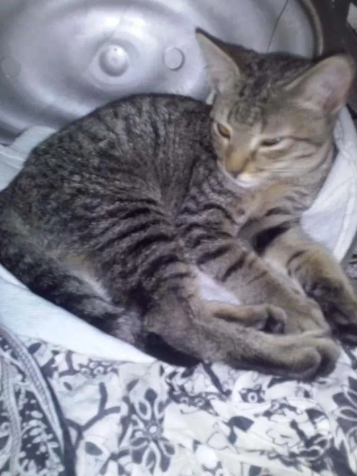 Gato ra a SRD idade 7 a 11 meses nome Falina
