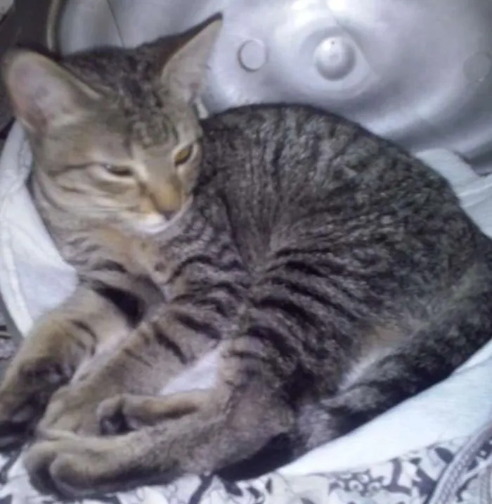Gato ra a SRD idade 7 a 11 meses nome Falina