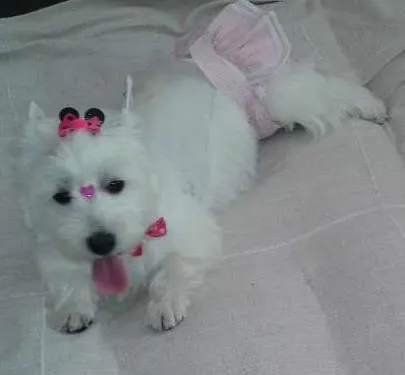 Cachorro ra a Bichon Frise idade 6 ou mais anos nome Spyke
