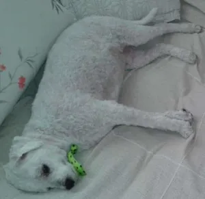 Cachorro raça Bichon Frise idade 6 ou mais anos nome Spyke