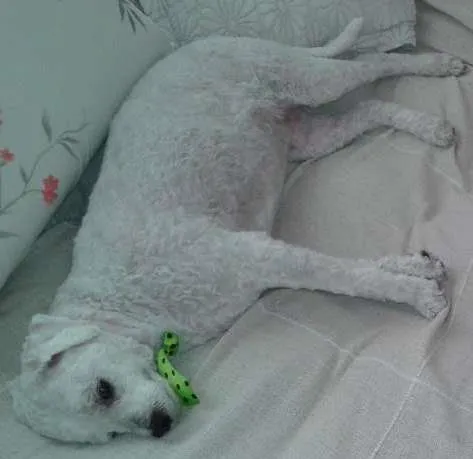 Cachorro ra a Bichon Frise idade 6 ou mais anos nome Spyke