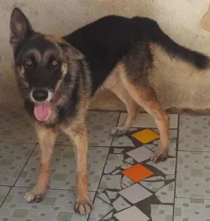 Cachorro raça Pastor Alemão idade 3 anos nome LOBAO