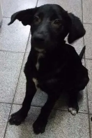Cachorro raça Vira-lata idade 2 a 6 meses nome Sem nome
