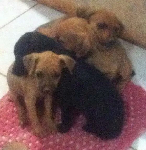 Cachorro ra a SRD idade 2 a 6 meses nome Rex