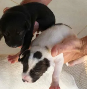Cachorro raça  idade Abaixo de 2 meses nome Filhotes