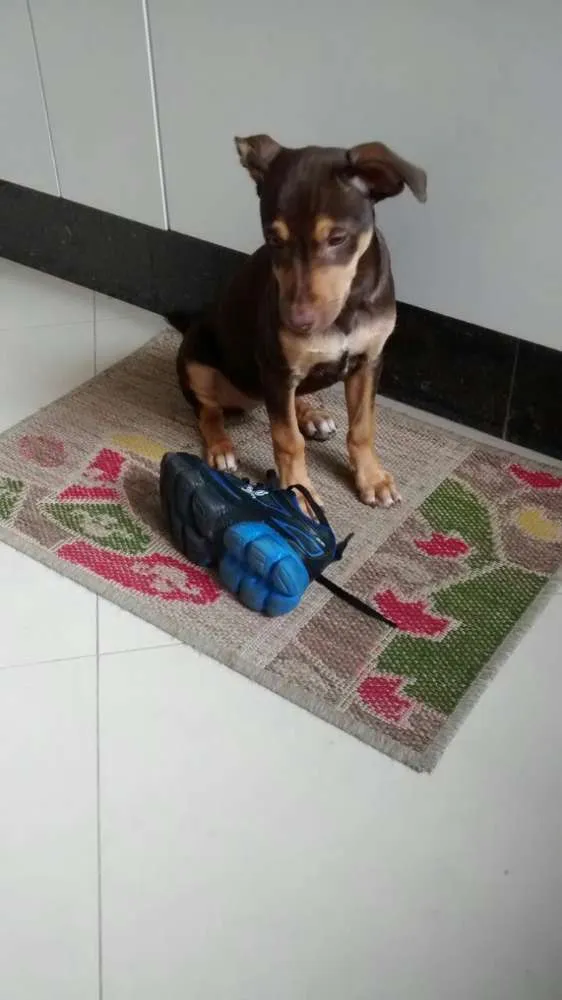 Cachorro ra a SRD idade 2 a 6 meses nome Browny