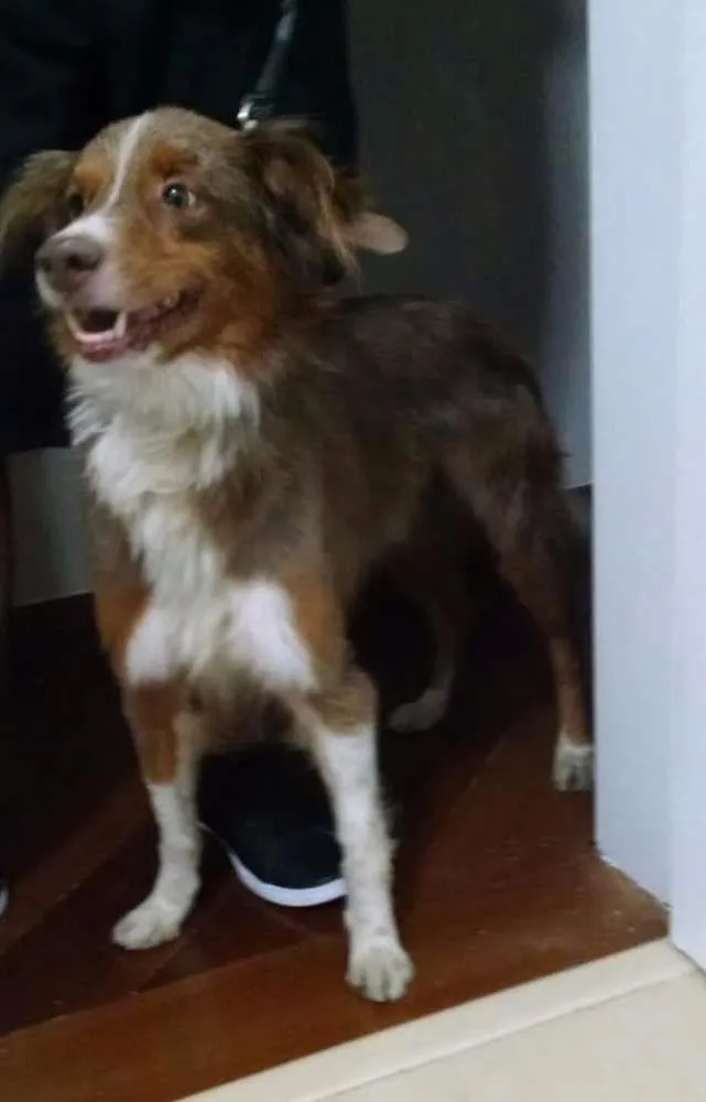 Cachorro ra a Sem Identificação idade 5 anos nome Sem Identificação