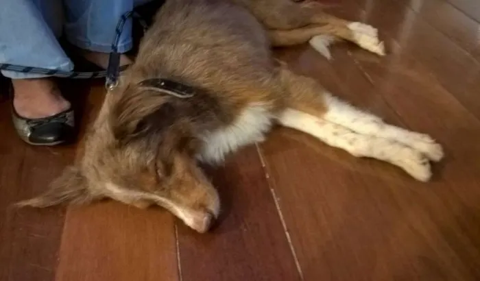 Cachorro ra a Sem Identificação idade 5 anos nome Sem Identificação