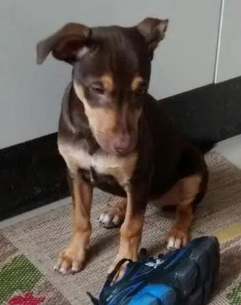 Cachorro ra a SRD idade 2 a 6 meses nome Browny