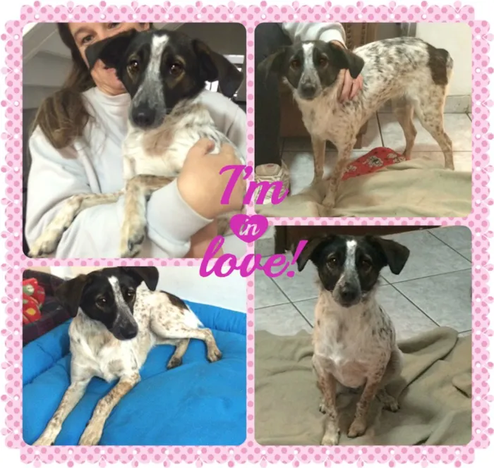 Cachorro raça SRD idade 1 ano nome Belinha