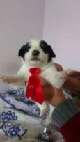 bebes lili
