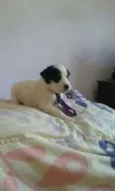 bebes lili