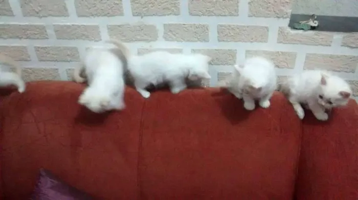 Gato ra a SRD idade 2 a 6 meses nome bebes regi