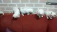 bebes regi