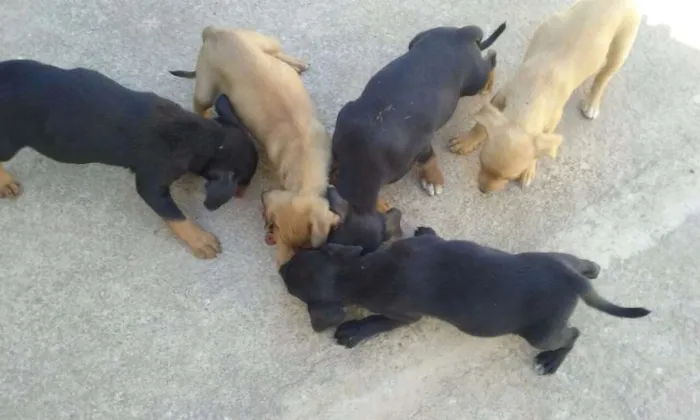 Cachorro ra a vira latas idade Abaixo de 2 meses nome sem nome