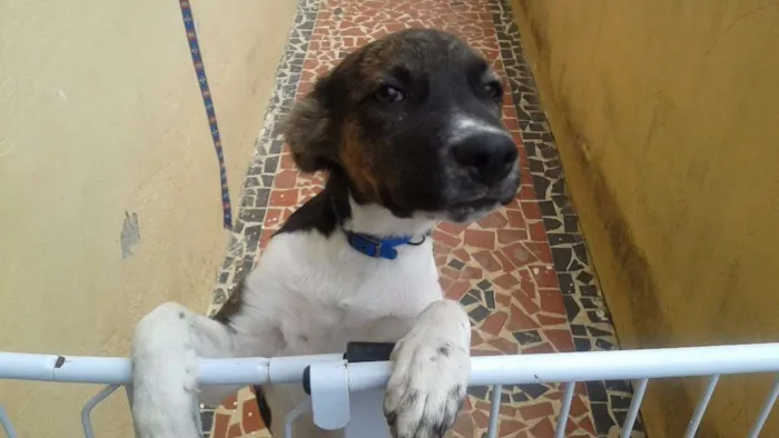 Cachorro raça SRD idade 2 a 6 meses nome Snoopy