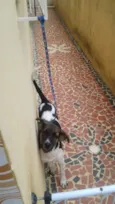 Snoopy