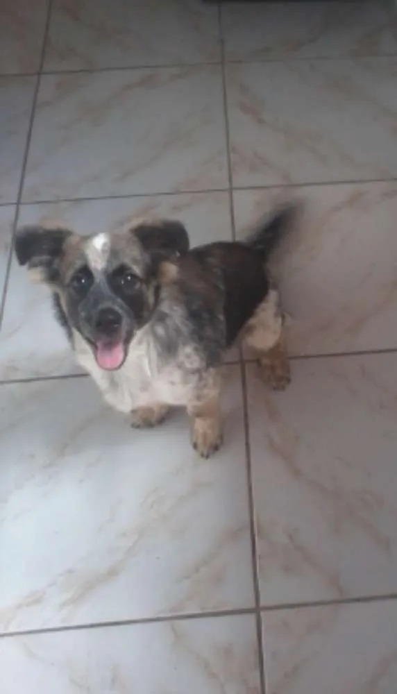 Cachorro raça mestiço idade 2 a 6 meses nome Bolt