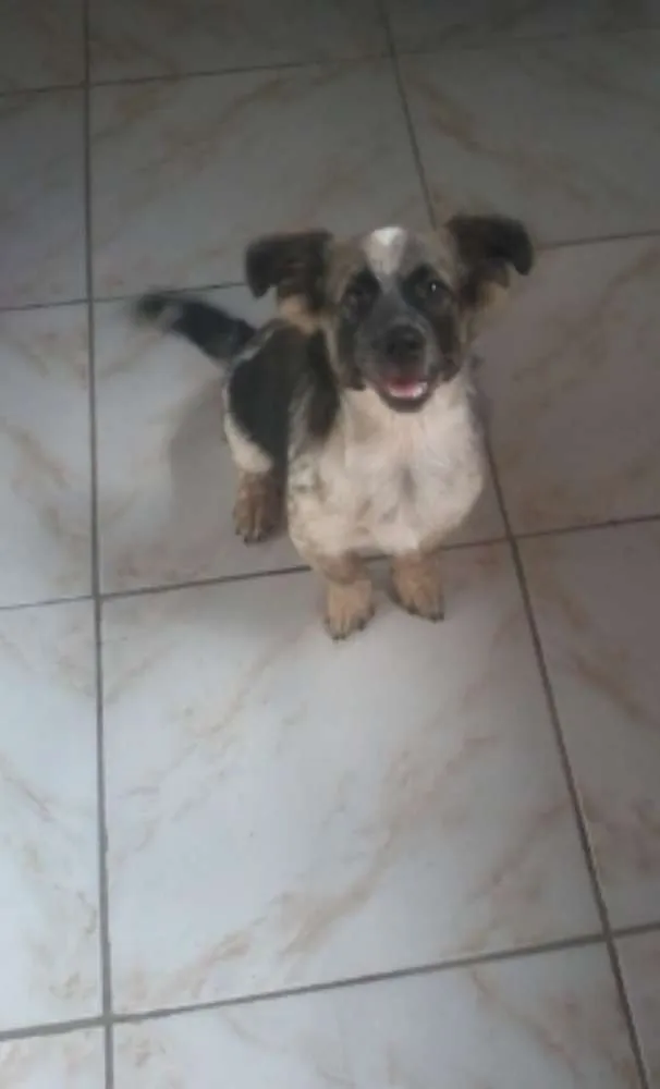 Cachorro raça mestiço idade 2 a 6 meses nome Bolt