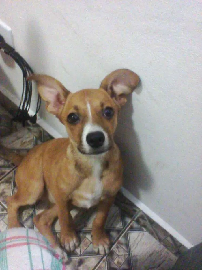 Cachorro ra a  idade 2 a 6 meses nome Susie