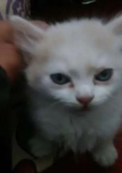 Gato ra a SRD idade 2 a 6 meses nome bebes regi