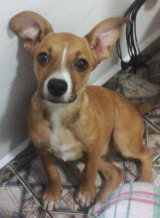 Cachorro ra a  idade 2 a 6 meses nome Susie