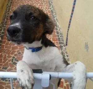Cachorro raça SRD idade 2 a 6 meses nome Snoopy