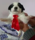 bebes lili