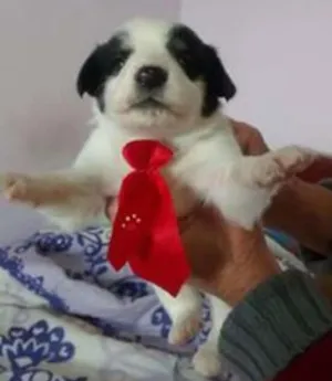 Cachorro raça SRD idade 2 a 6 meses nome bebes lili