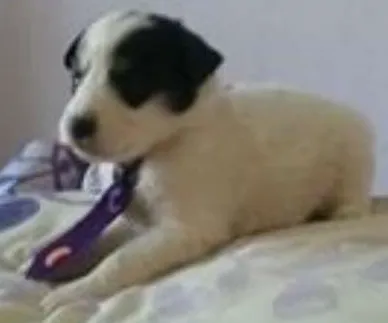 Cachorro ra a SRD idade 2 a 6 meses nome bebes lili