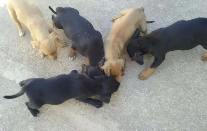 Cachorro ra a vira latas idade Abaixo de 2 meses nome sem nome