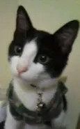 Fafá