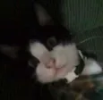 Fafá