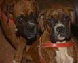 Boxers especiais