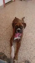 Boxers especiais