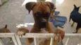 Boxers especiais