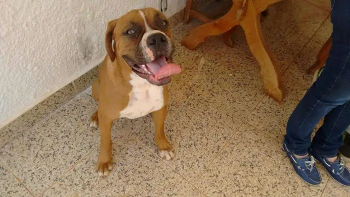 Cachorro ra a Boxer idade 1 ano nome Boxers especiais