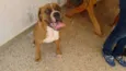 Boxers especiais