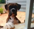 Boxers especiais