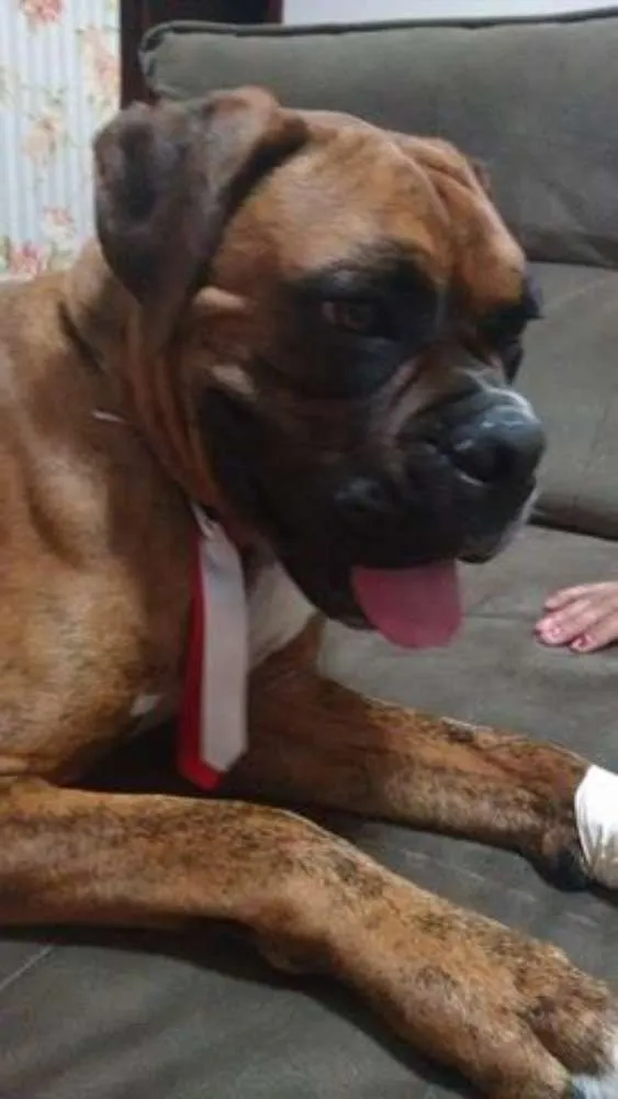 Cachorro ra a Boxer idade 1 ano nome Boxers especiais