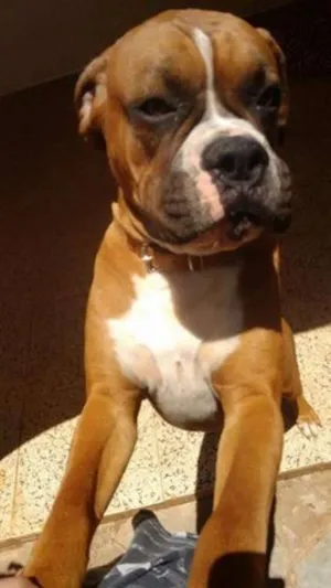 Cachorro raça Boxer idade 1 ano nome Boxers especiais