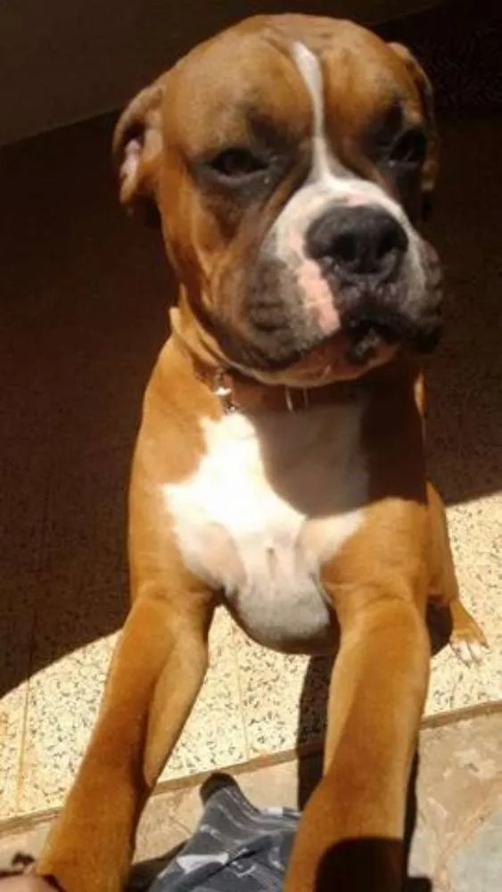 Cachorro ra a Boxer idade 1 ano nome Boxers especiais