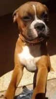 Boxers especiais